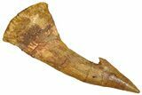 Fossil Sawfish (Onchopristis) Rostral Barb - Morocco #351677-1